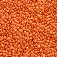 Masoor Dal