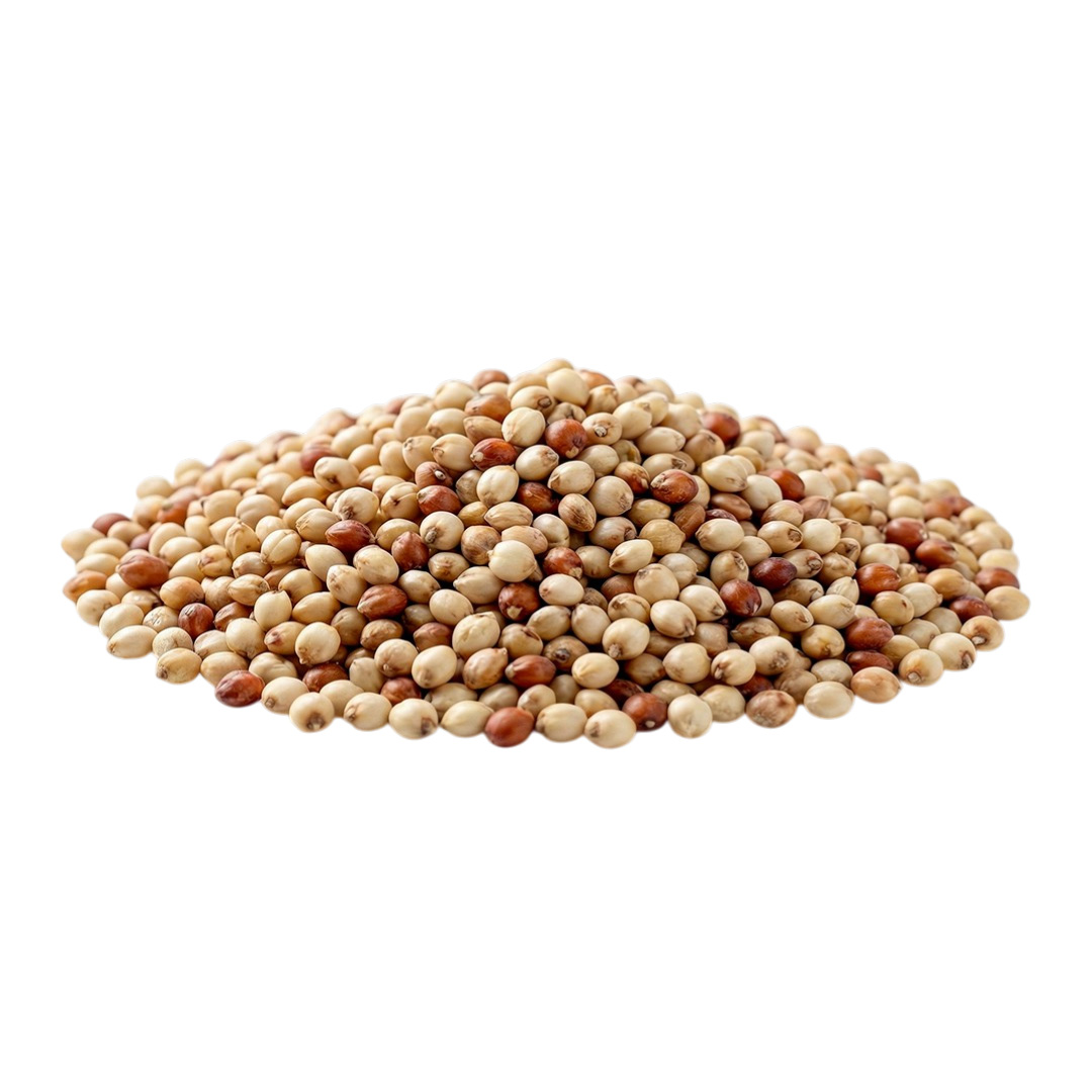 Jowar (Sorghum)