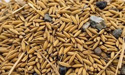 Raw Paddy